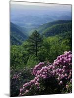 Blue Ridge Mountains Catawba Rhododendron, Blue Ridge Parkway, Virginia, USA-Charles Gurche-Mounted Premium Photographic Print
