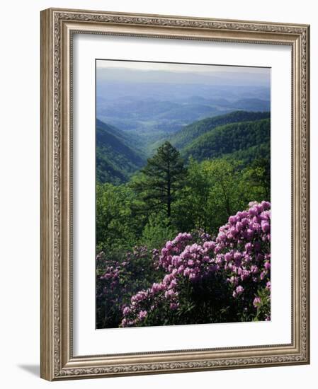 Blue Ridge Mountains Catawba Rhododendron, Blue Ridge Parkway, Virginia, USA-Charles Gurche-Framed Photographic Print