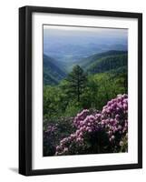 Blue Ridge Mountains Catawba Rhododendron, Blue Ridge Parkway, Virginia, USA-Charles Gurche-Framed Photographic Print