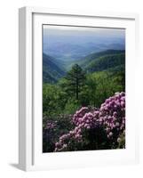 Blue Ridge Mountains Catawba Rhododendron, Blue Ridge Parkway, Virginia, USA-Charles Gurche-Framed Photographic Print