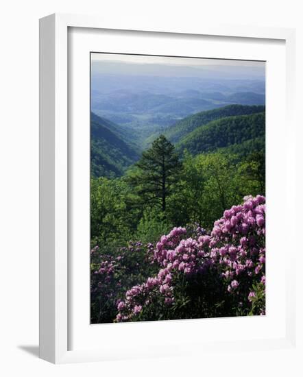 Blue Ridge Mountains Catawba Rhododendron, Blue Ridge Parkway, Virginia, USA-Charles Gurche-Framed Photographic Print