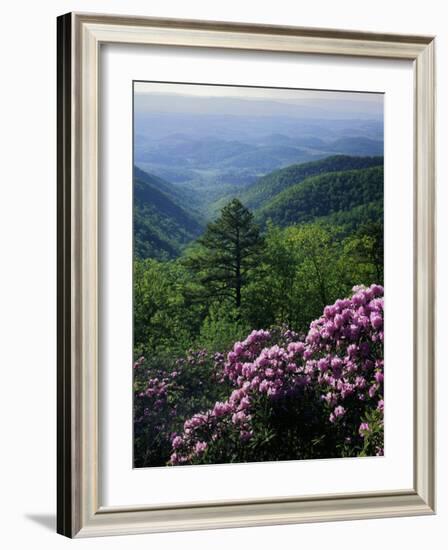 Blue Ridge Mountains Catawba Rhododendron, Blue Ridge Parkway, Virginia, USA-Charles Gurche-Framed Photographic Print