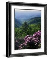 Blue Ridge Mountains Catawba Rhododendron, Blue Ridge Parkway, Virginia, USA-Charles Gurche-Framed Photographic Print