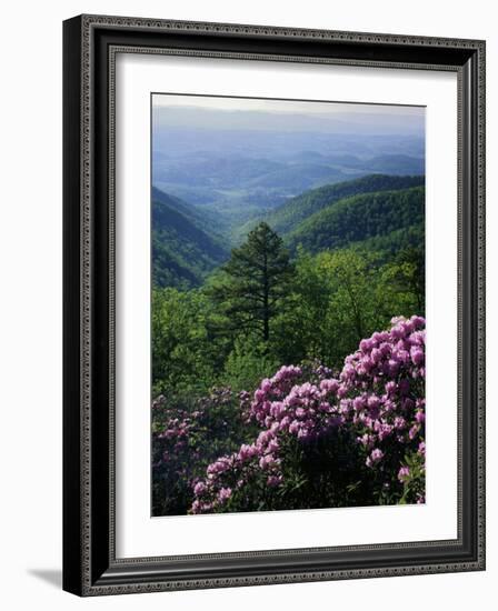 Blue Ridge Mountains Catawba Rhododendron, Blue Ridge Parkway, Virginia, USA-Charles Gurche-Framed Photographic Print