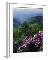 Blue Ridge Mountains Catawba Rhododendron, Blue Ridge Parkway, Virginia, USA-Charles Gurche-Framed Photographic Print