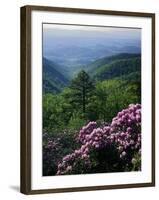 Blue Ridge Mountains Catawba Rhododendron, Blue Ridge Parkway, Virginia, USA-Charles Gurche-Framed Photographic Print