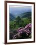 Blue Ridge Mountains Catawba Rhododendron, Blue Ridge Parkway, Virginia, USA-Charles Gurche-Framed Photographic Print