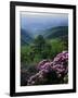 Blue Ridge Mountains Catawba Rhododendron, Blue Ridge Parkway, Virginia, USA-Charles Gurche-Framed Photographic Print