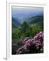 Blue Ridge Mountains Catawba Rhododendron, Blue Ridge Parkway, Virginia, USA-Charles Gurche-Framed Photographic Print