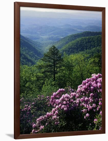 Blue Ridge Mountains Catawba Rhododendron, Blue Ridge Parkway, Virginia, USA-Charles Gurche-Framed Photographic Print