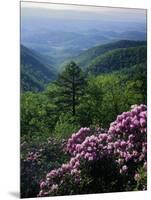 Blue Ridge Mountains Catawba Rhododendron, Blue Ridge Parkway, Virginia, USA-Charles Gurche-Mounted Photographic Print