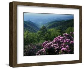 Blue Ridge Mountains Catawba Rhododendron, Blue Ridge Parkway, Virginia, USA-Charles Gurche-Framed Photographic Print