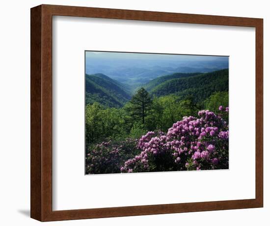 Blue Ridge Mountains Catawba Rhododendron, Blue Ridge Parkway, Virginia, USA-Charles Gurche-Framed Photographic Print