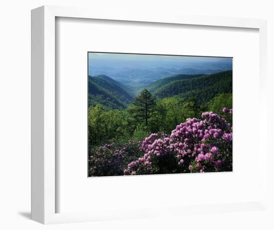 Blue Ridge Mountains Catawba Rhododendron, Blue Ridge Parkway, Virginia, USA-Charles Gurche-Framed Photographic Print