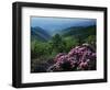 Blue Ridge Mountains Catawba Rhododendron, Blue Ridge Parkway, Virginia, USA-Charles Gurche-Framed Photographic Print