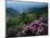 Blue Ridge Mountains Catawba Rhododendron, Blue Ridge Parkway, Virginia, USA-Charles Gurche-Mounted Photographic Print