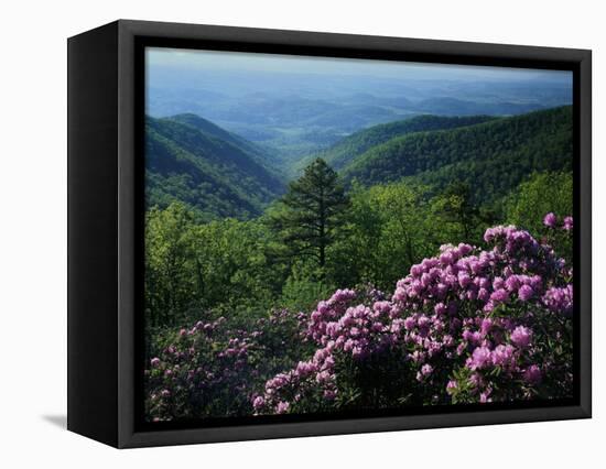 Blue Ridge Mountains Catawba Rhododendron, Blue Ridge Parkway, Virginia, USA-Charles Gurche-Framed Stretched Canvas