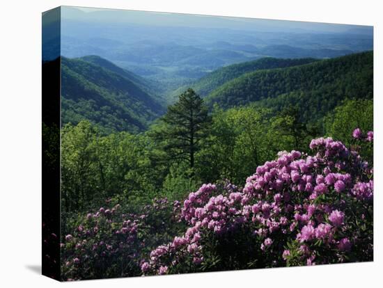 Blue Ridge Mountains Catawba Rhododendron, Blue Ridge Parkway, Virginia, USA-Charles Gurche-Stretched Canvas