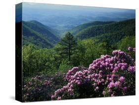 Blue Ridge Mountains Catawba Rhododendron, Blue Ridge Parkway, Virginia, USA-Charles Gurche-Stretched Canvas