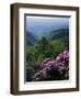 Blue Ridge Mountains Catawba Rhododendron, Blue Ridge Parkway, Virginia, USA-Charles Gurche-Framed Premium Photographic Print