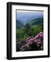 Blue Ridge Mountains Catawba Rhododendron, Blue Ridge Parkway, Virginia, USA-Charles Gurche-Framed Premium Photographic Print