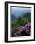 Blue Ridge Mountains Catawba Rhododendron, Blue Ridge Parkway, Virginia, USA-Charles Gurche-Framed Premium Photographic Print