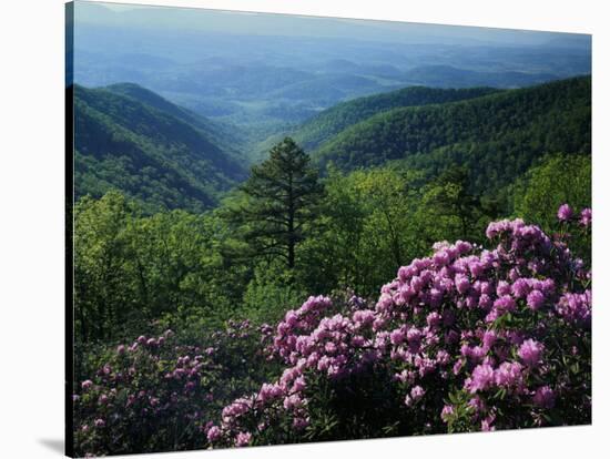 Blue Ridge Mountains Catawba Rhododendron, Blue Ridge Parkway, Virginia, USA-Charles Gurche-Stretched Canvas