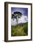 Blue Ridge Parkway, Smoky Mountains, USA.-Anna Miller-Framed Photographic Print