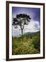 Blue Ridge Parkway, Smoky Mountains, USA.-Anna Miller-Framed Photographic Print