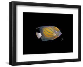 Blue Ring Angelfish-Durwood Coffey-Framed Premium Giclee Print