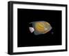 Blue Ring Angelfish-Durwood Coffey-Framed Giclee Print