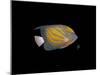 Blue Ring Angelfish-Durwood Coffey-Mounted Giclee Print