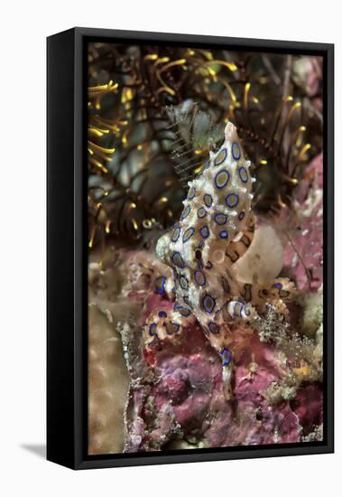 Blue-Ring Octopus and Coral, Raja Ampat, Papua, Indonesia-Jaynes Gallery-Framed Stretched Canvas