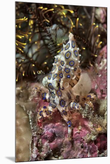 Blue-Ring Octopus and Coral, Raja Ampat, Papua, Indonesia-Jaynes Gallery-Mounted Premium Photographic Print