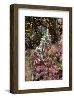 Blue-Ring Octopus and Coral, Raja Ampat, Papua, Indonesia-Jaynes Gallery-Framed Photographic Print