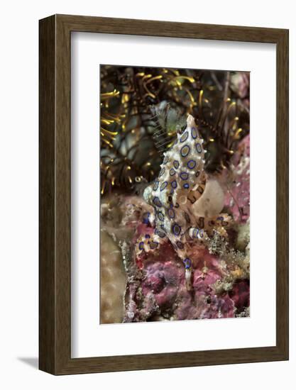 Blue-Ring Octopus and Coral, Raja Ampat, Papua, Indonesia-Jaynes Gallery-Framed Photographic Print