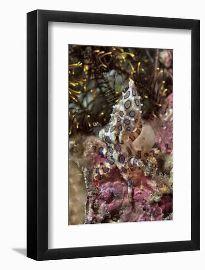 Blue-Ring Octopus and Coral, Raja Ampat, Papua, Indonesia-Jaynes Gallery-Framed Photographic Print