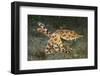 Blue-Ringed Cctopus (Hapalochlaena Lunulata) Swimming During Daytime-Constantinos Petrinos-Framed Photographic Print