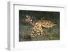 Blue-Ringed Cctopus (Hapalochlaena Lunulata) Swimming During Daytime-Constantinos Petrinos-Framed Photographic Print