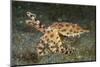 Blue-Ringed Cctopus (Hapalochlaena Lunulata) Swimming During Daytime-Constantinos Petrinos-Mounted Photographic Print