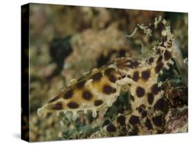 Blue-Ringed Octopus, Lembeh Strait, Indonesia-Stocktrek Images-Stretched Canvas