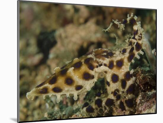 Blue-Ringed Octopus, Lembeh Strait, Indonesia-Stocktrek Images-Mounted Photographic Print