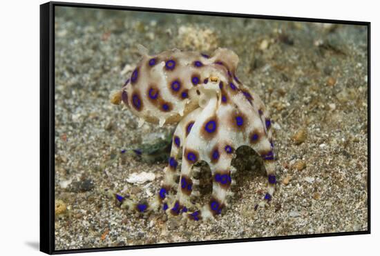 Blue-Ringed Octopus-Hal Beral-Framed Stretched Canvas