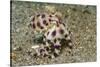 Blue-Ringed Octopus-Hal Beral-Stretched Canvas