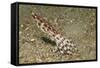 Blue-Ringed Octopus-Hal Beral-Framed Stretched Canvas