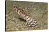 Blue-Ringed Octopus-Hal Beral-Stretched Canvas