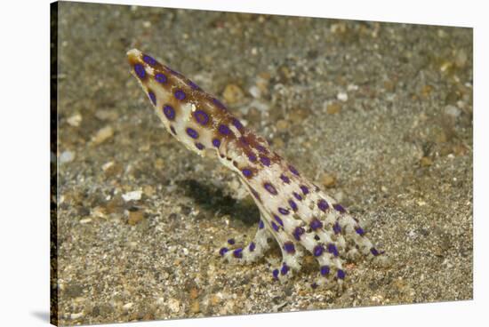 Blue-Ringed Octopus-Hal Beral-Stretched Canvas