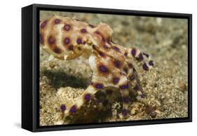 Blue-Ringed Octopus-Hal Beral-Framed Stretched Canvas