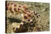 Blue-Ringed Octopus-Hal Beral-Stretched Canvas