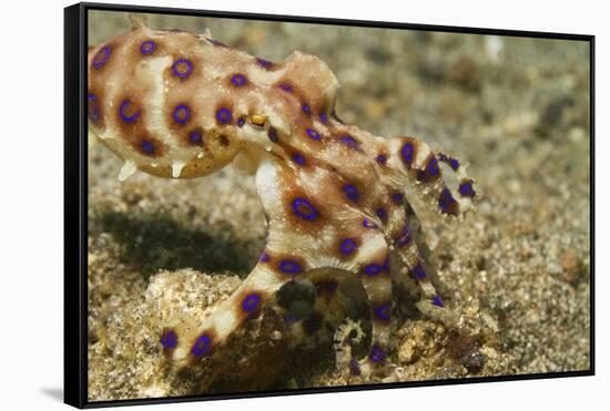 Blue-Ringed Octopus-Hal Beral-Framed Stretched Canvas